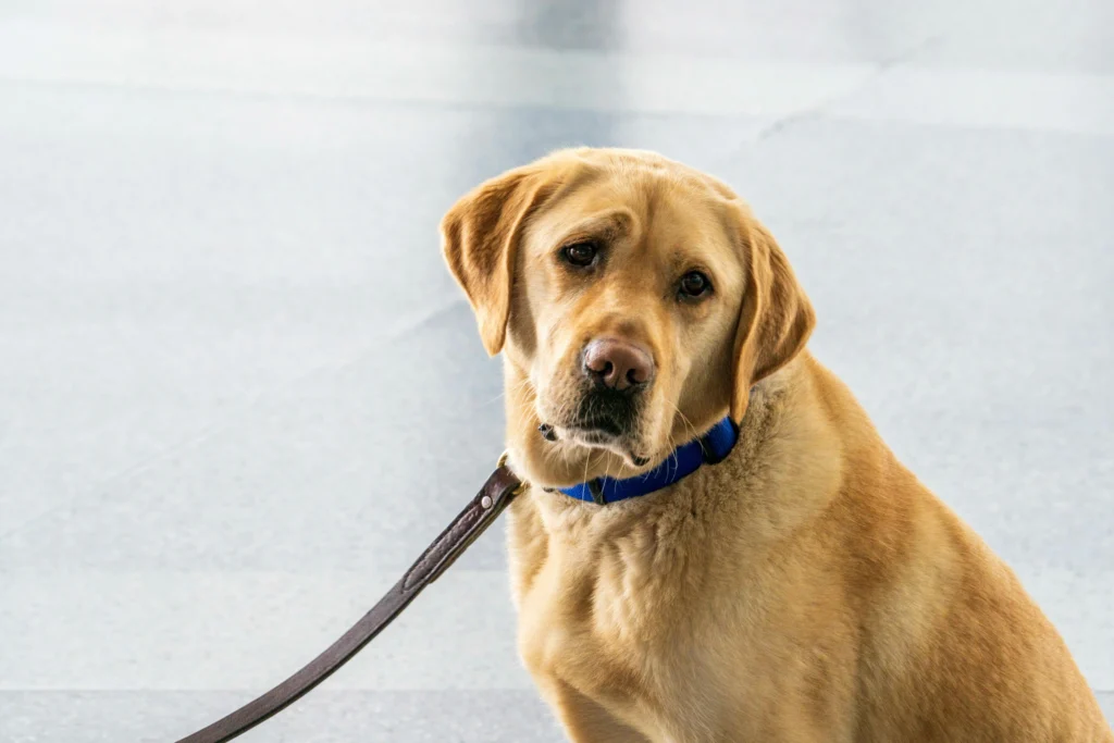 perro tira de la correa