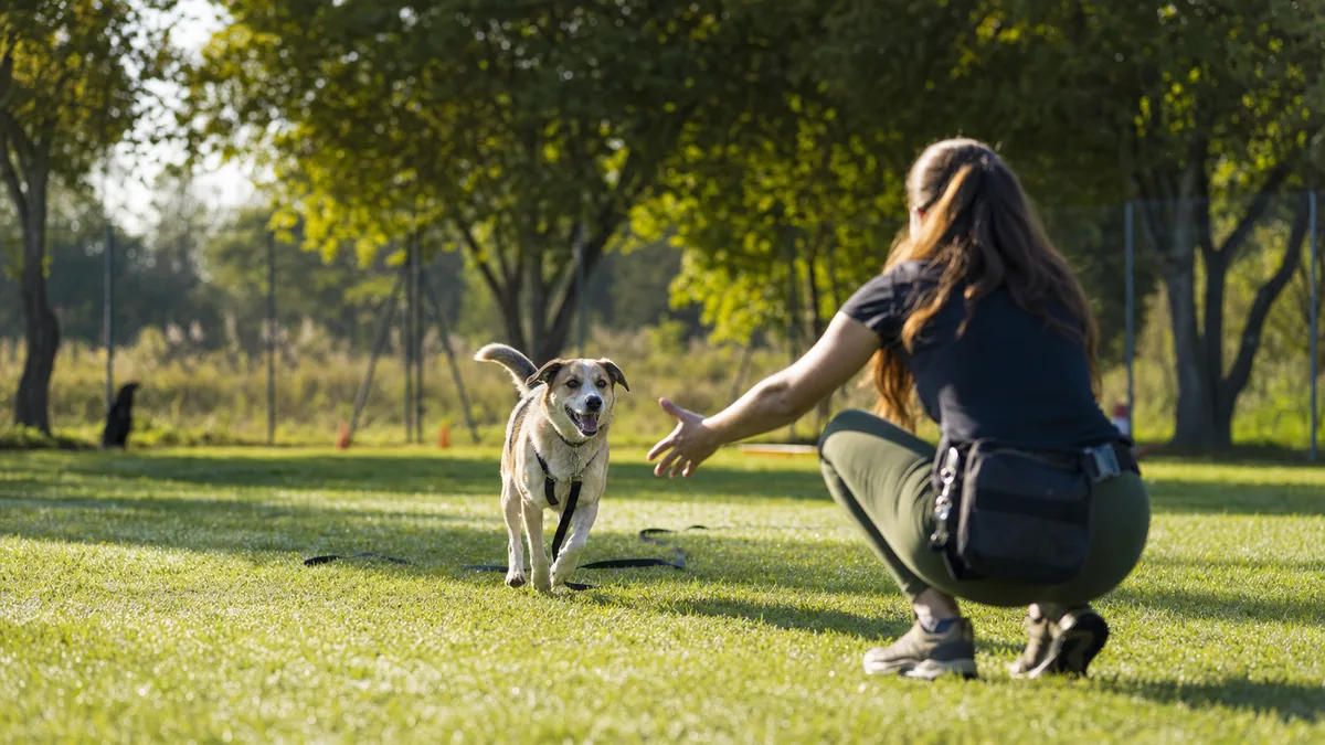 Cómo enseñarle a tu perro a venir cuando lo llamás