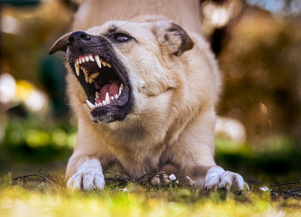 perro ladrando