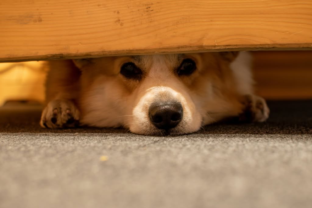 perro asustado debajo de una cama
