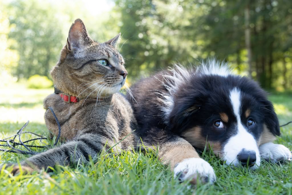 perro y gato acostados en el pasto